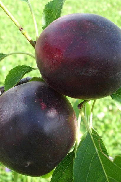 Плумкот ‘Априсали’ (гибрид сливы и абрикоса)|Plumcot ‘Aprisali’|Плумкот ‘Апрісалі’ (гібрид сливи та абрикоса)